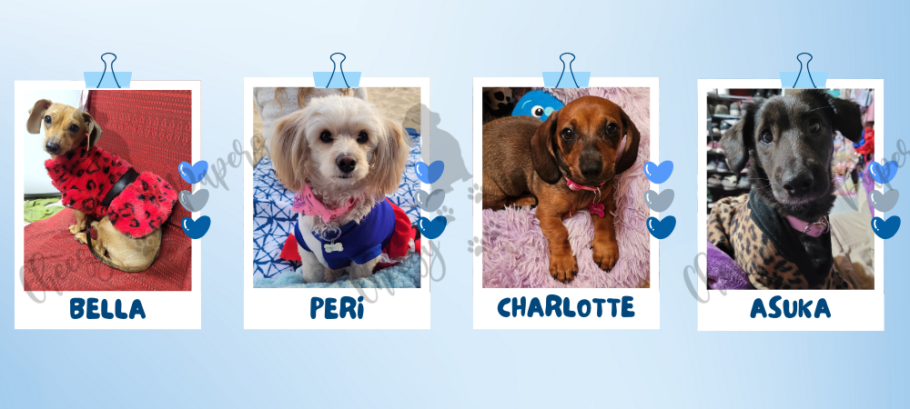 Taza Personalizada con tu Peludit@