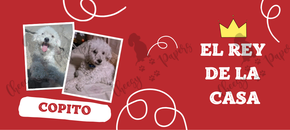 Taza Personalizada con tu Peludit@