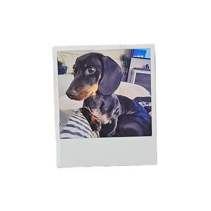 Pack Carnet Veterinario + Imán Personalizado estilo Polaroid